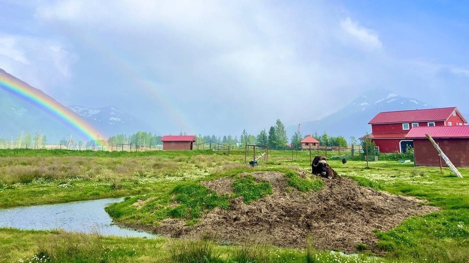 Exterior view of the Alaska Wildlife Conservation Center, an Alaskan Muskox lying down in a pasture next to a small stream with a red barn and rainbow in the background against mountains