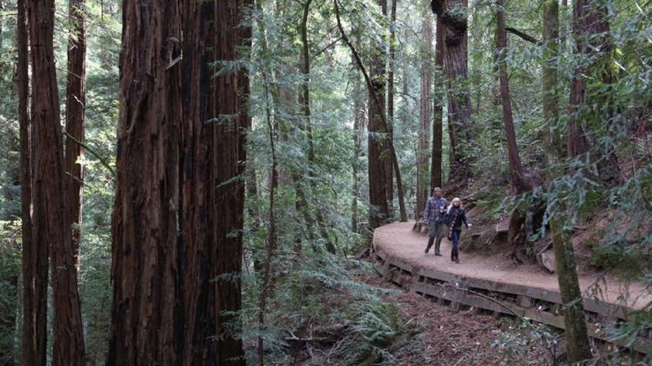 Couple Walking along a past in Muir Woods - San Francisco, California, USA