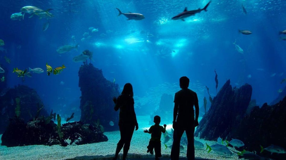 family in front of aquarium looking at fish