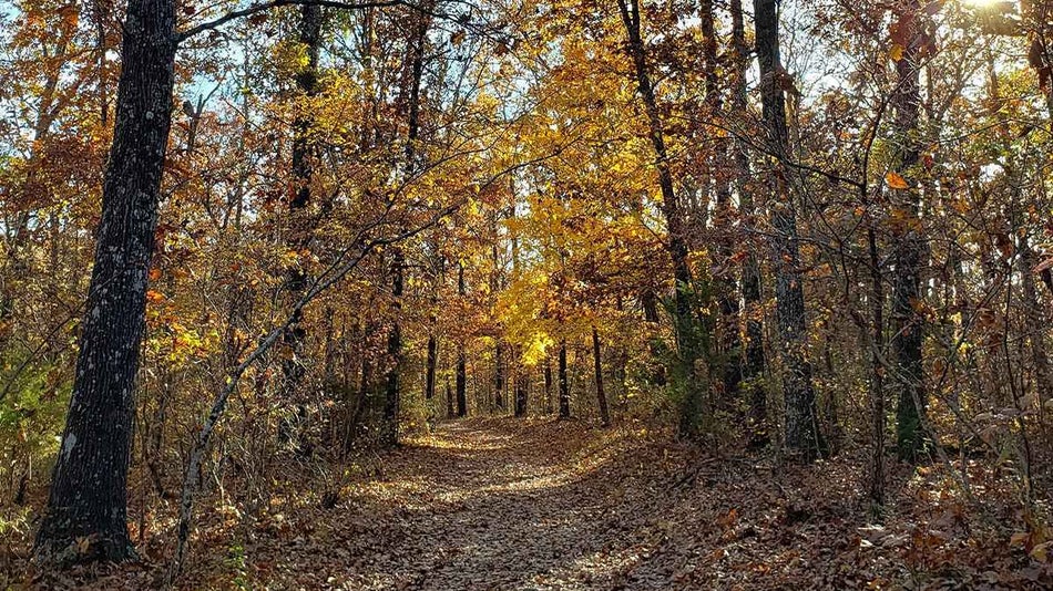 ground view of Lakeside Forest Wilderness Area in the autumn with orange leaves in Branson, Missouri, USA