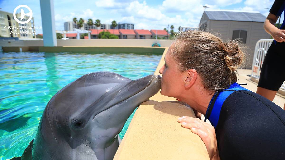 Dolphin kissing a trainer at the Clearwater Marine Aquarium in Clearwater, Florida