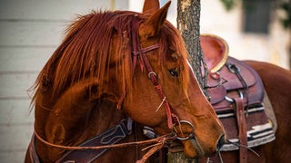 Close up photo of beautiful brown horse with a brown leather saddle on