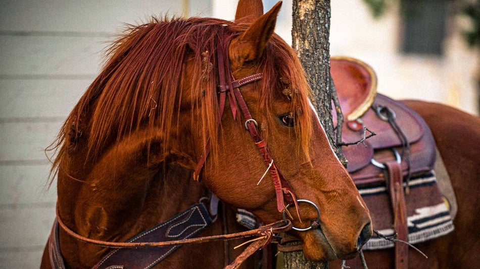 Close up photo of beautiful brown horse with a brown leather saddle on