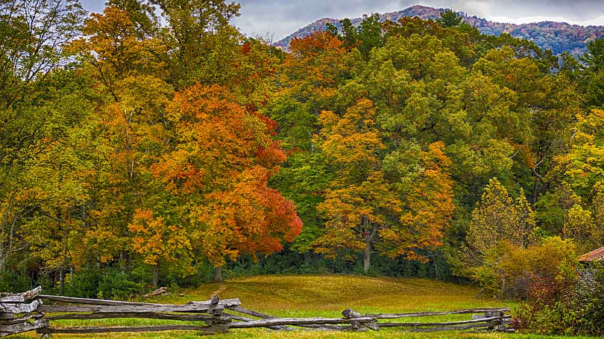 yellow and orange trees in autumn in Cades Cove with mountain in the background in Gatlinburg, Tennessee, USA
