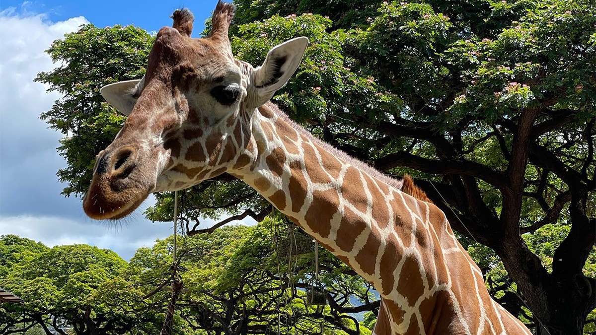 Close up photo of a giraffe at the Honolulu Zoo in Honolulu, Hawaii, USA