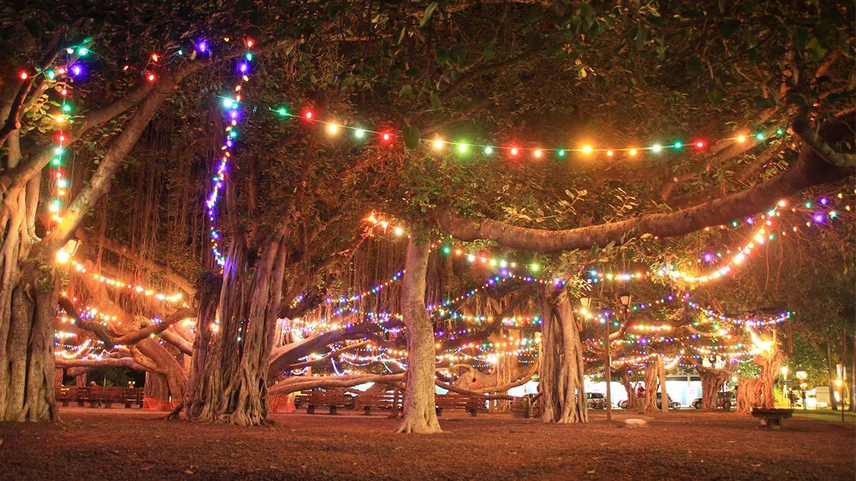 Banyan Tree lighting for Christmas in Lahaina, Hawaii, USA