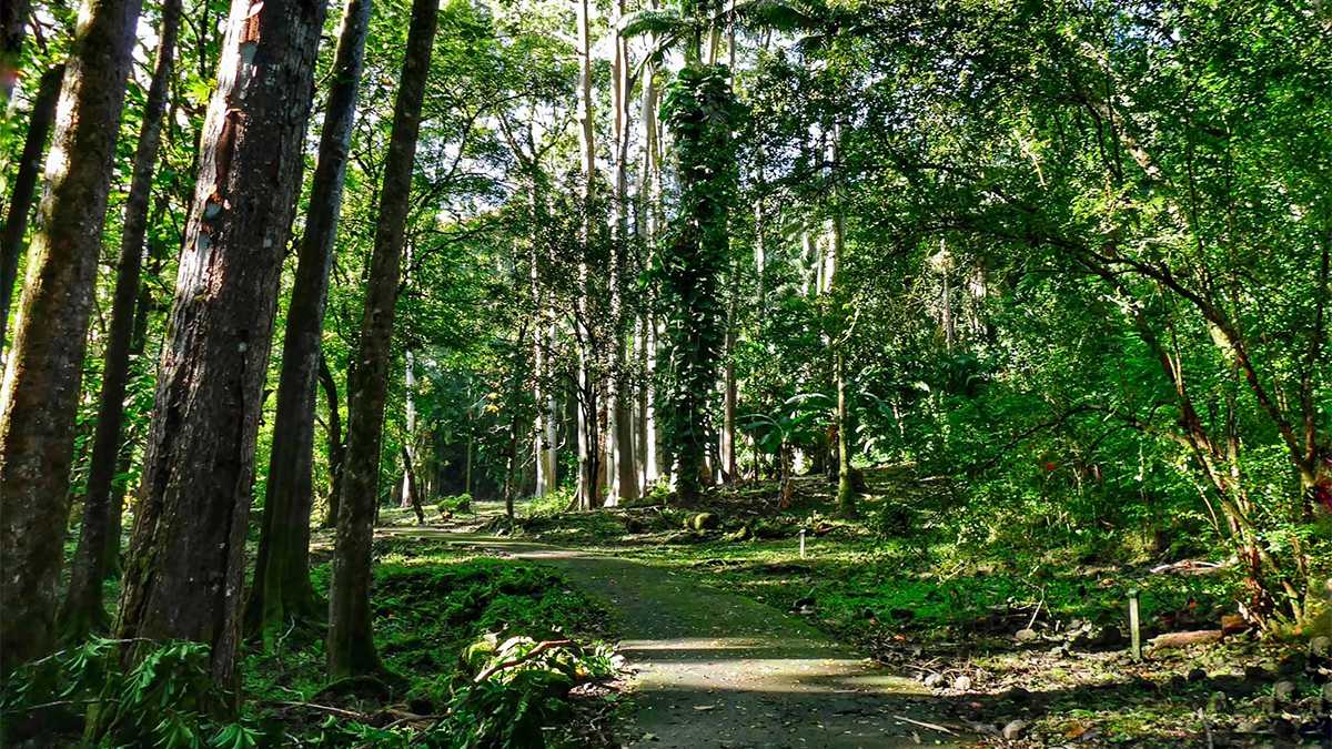 Wide shot of a walking path at Ke'anae Arboretum in Maui, Hawaii, USA