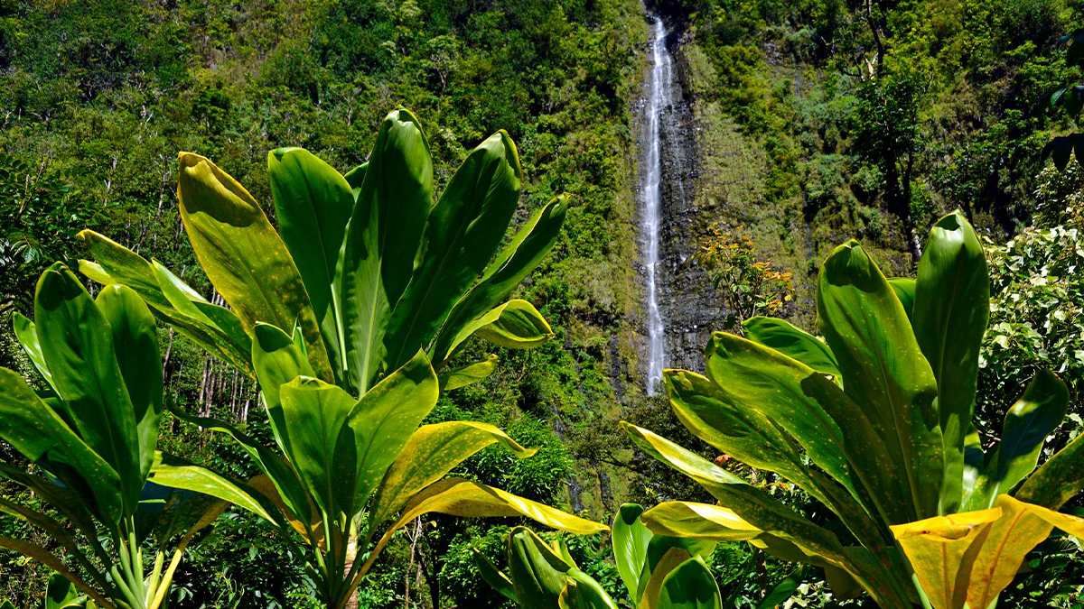 Waimoku Falls surrounded by lush green forest - Maui, Hawaii, USA
