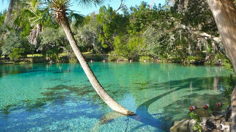 Wide shot of the clear blue water in Ocala National Forest with trees mixed in Orlando, Florida, USA