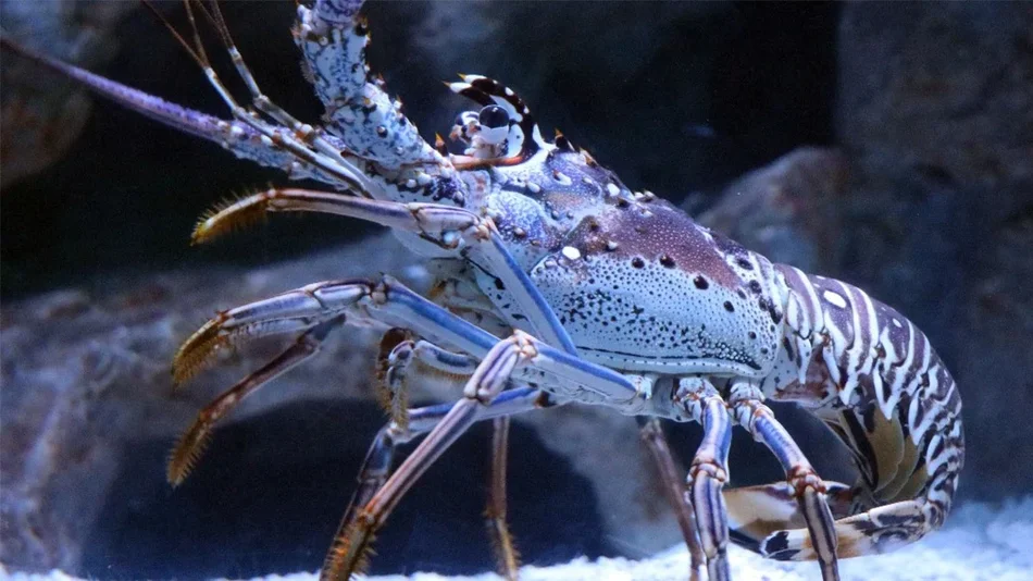 Close up photo of a spiny lobster with rocks behind it at the Adventure Aquarium in Philadelphia, Pennsylvania