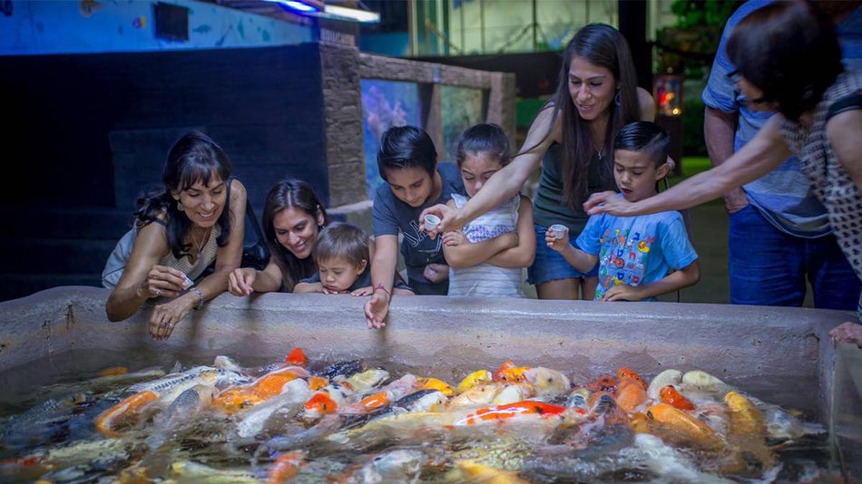 A family feeding koi fish at San Antonio Aquarium in San Antonio, Texas, USA