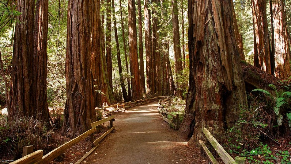 View of a walking trail inside of Muir Woods near San Francisco, California, USA
