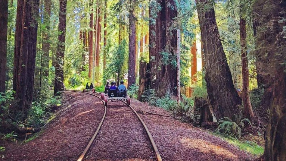 families on rail bikes in a redwood forest
