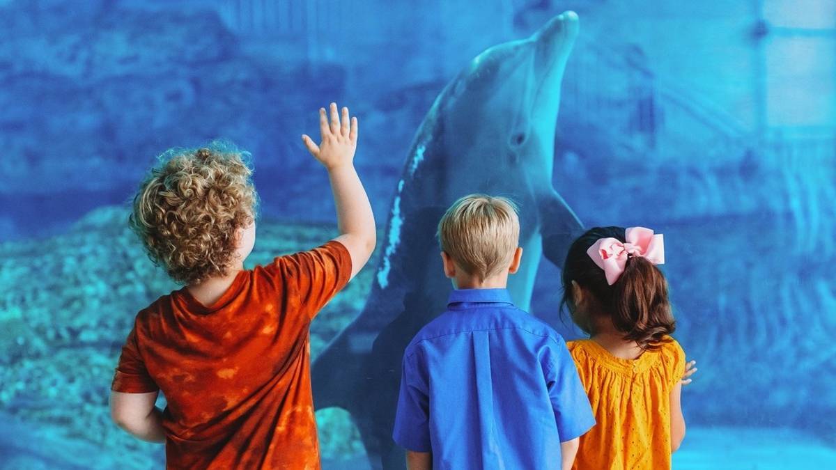 Three kids standing in front of a glass aquarium with a dolphin swimming in front of them at Clearwater marine aquarium