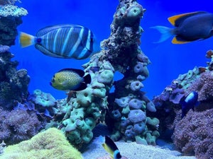 St. Augustine Aquarium: 2023 Discounts and Reviews