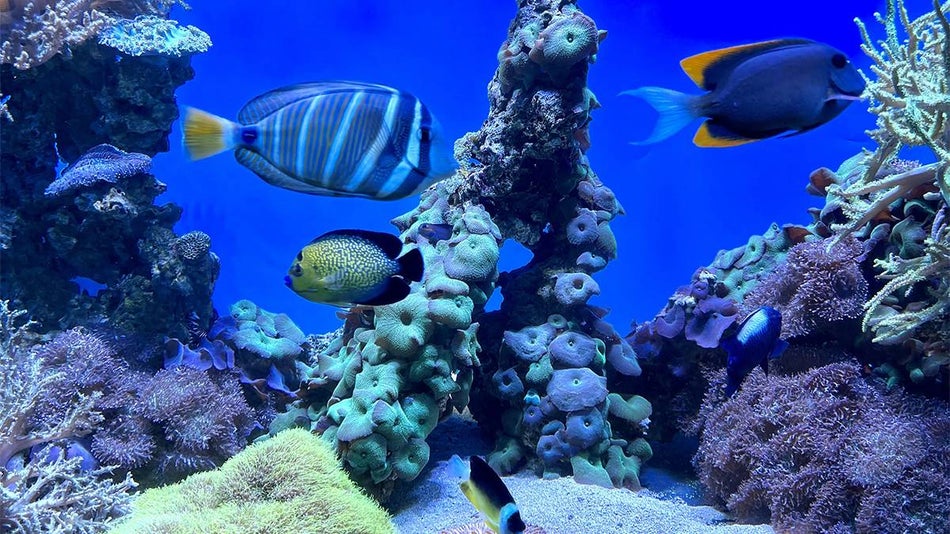 fish swimming in an aquarium