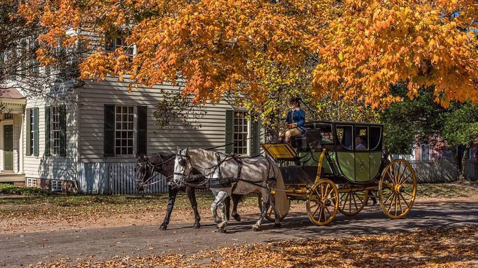 black and white horses pulling a green carriage under autumn and fall foliage down the streets of Williamsburg, Virginia, USA
