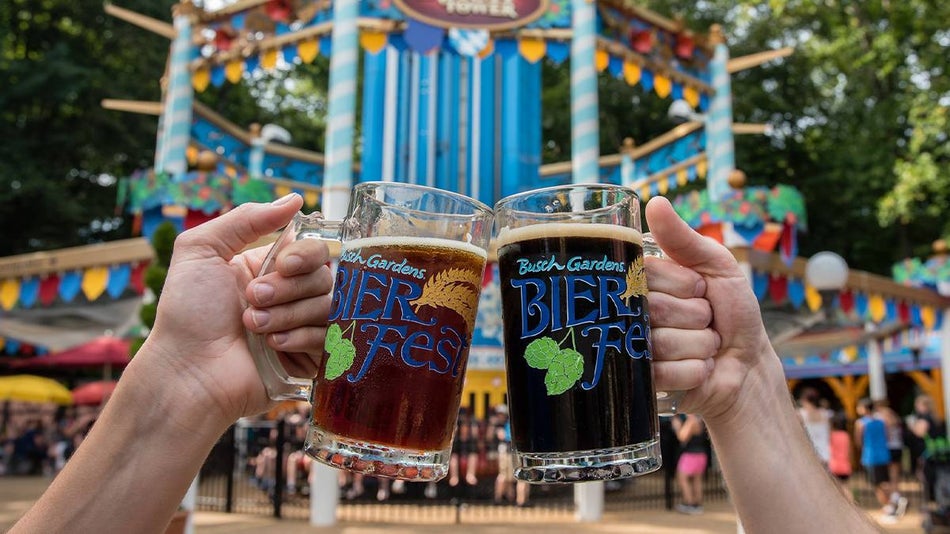 Two people clinking beer mugs at Busch Gardens Bier Fest in Williamsburg, Virginia, USA