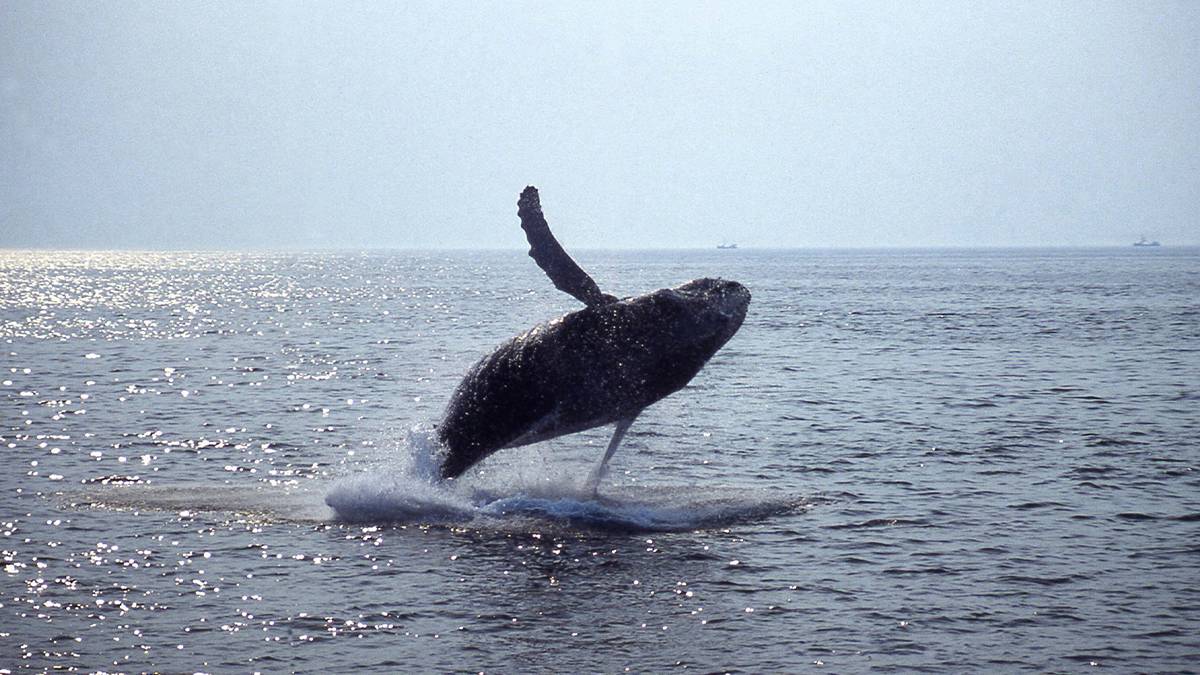 Whale leaping through the air on a sunny day in Boston, Massachusetts, USA