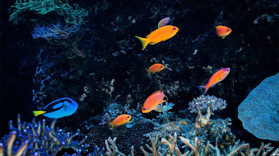 close up of fish and coral reef in aquarium at the Georgia Aquarium Sleep Under the Sea in Atlanta, Georgia, USA