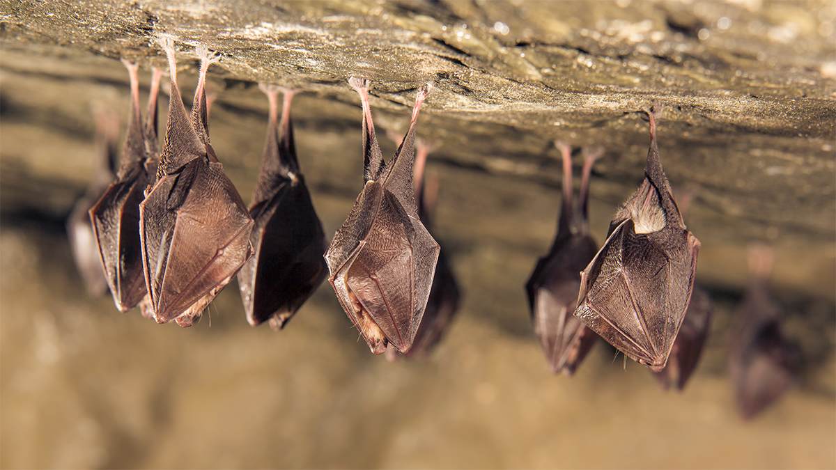 Close up of several bats hanging upside down in a cave.