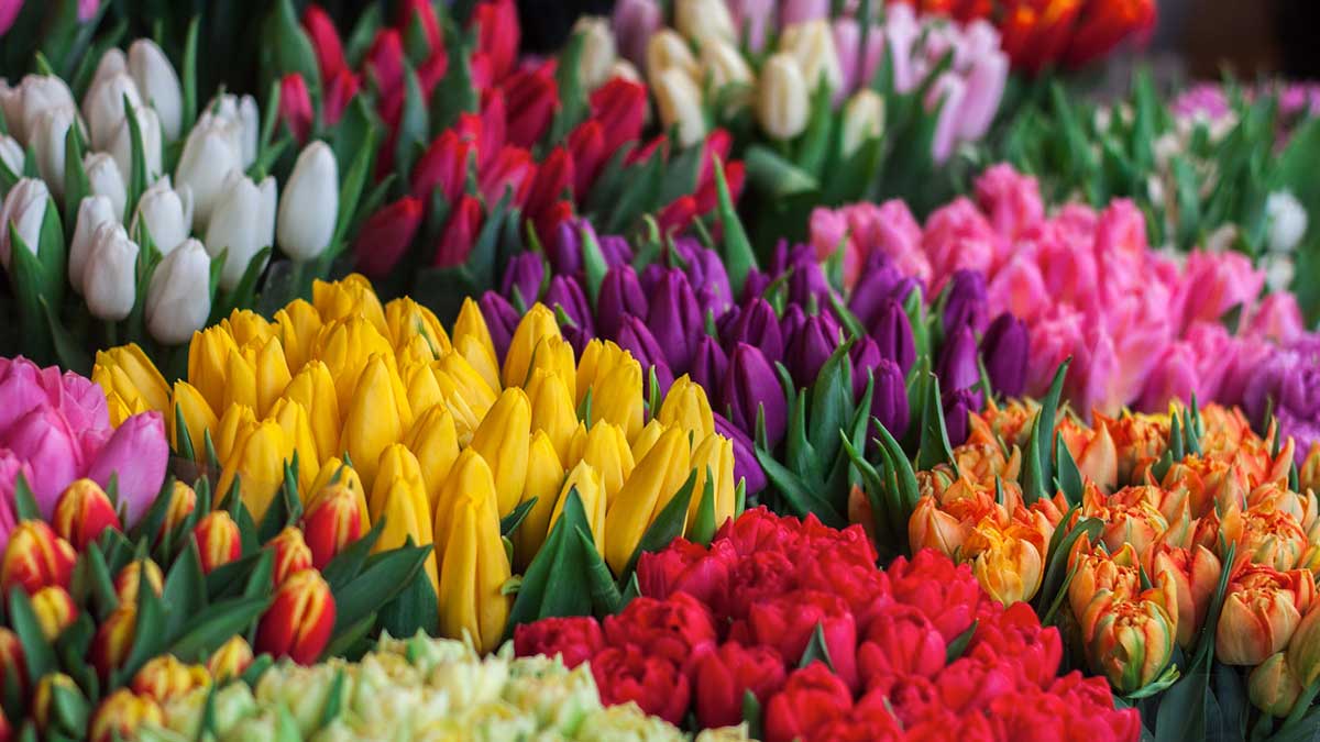 close up of tulips and roses at a flower market