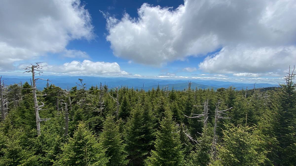 View of Clingman's Dome with green trees and cloudy sky in The Great Smoky Mountain National Park in Gatlinburg, Tennessee, USA