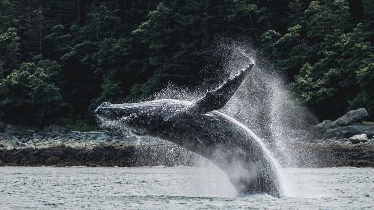 Large whale leaping backward with rocks and thick trees in the background in Juneau, Alaska, USA
