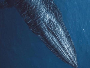 Davey's Locker Whale Watching & Sportfishing - 2023 Discount Tickets & Reviews