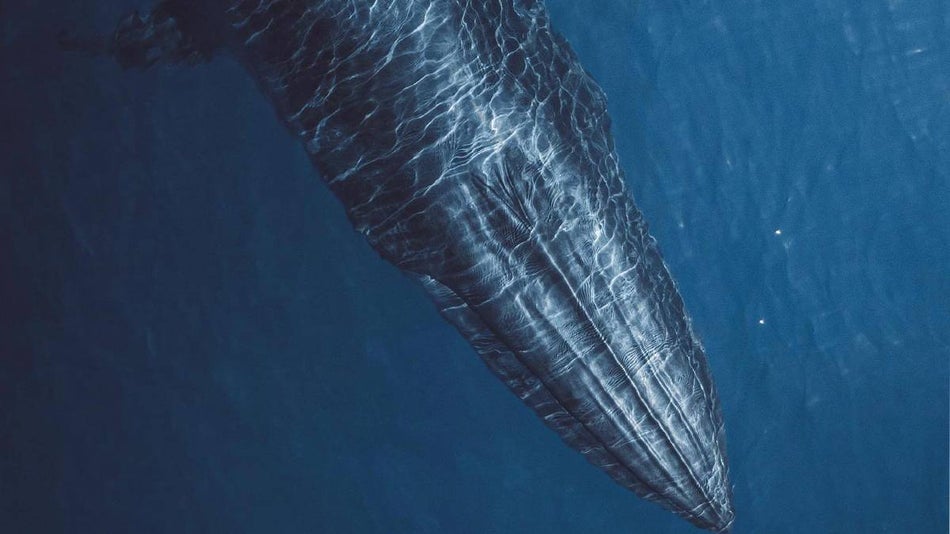 Close up photo of a Bryde's whale under the water in Los Angeles, California