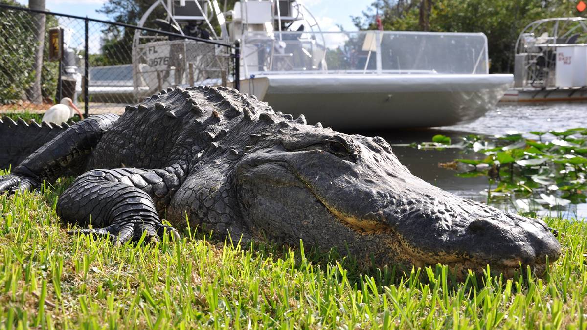 close up of gator laying on grass with white boats on water in the background in Miami, Florida, USA
