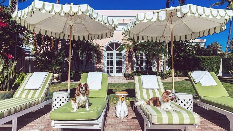Two Cavalier King Charles Spaniels each with their own green and a white stripped beach chairs and The Colony Hotel Palm Beach in Miami, Florida, USA