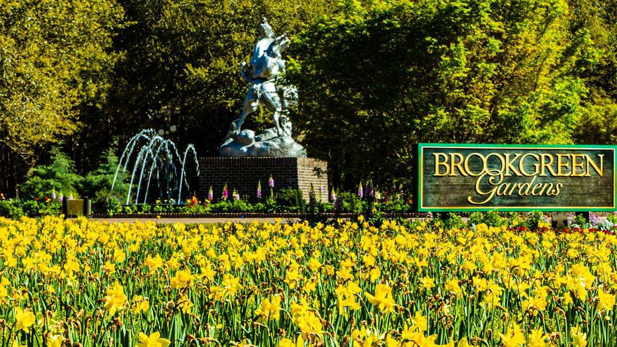 Close up of yellow flower and a sign for Brookgreen Gardens and statue at Murrells Inlet in Myrtle Beach, South Carolina, USA