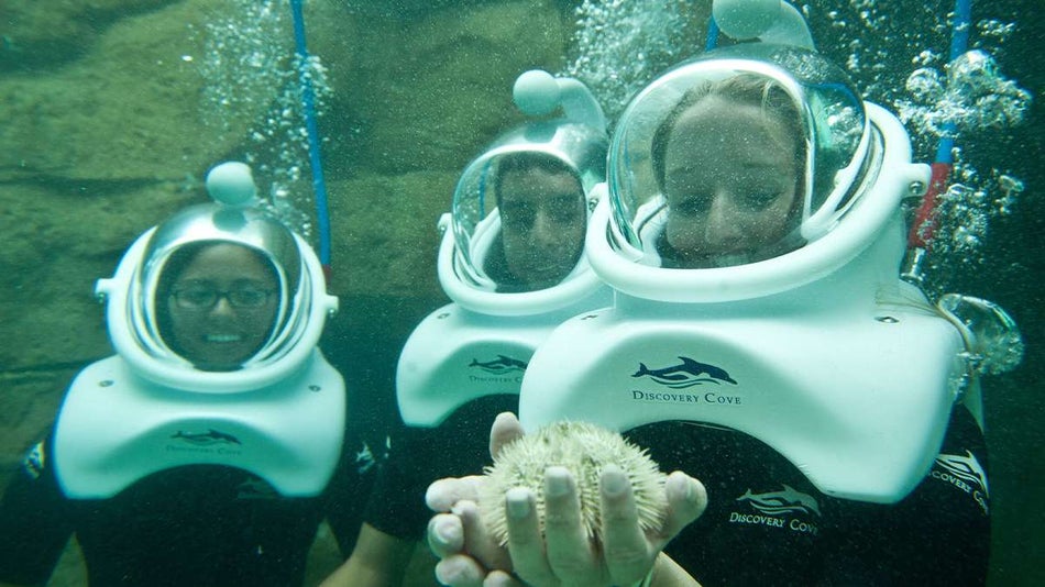 three people underwater holding pufferfish at Grand Reef Sea Venture in Discovery Cove in Orlando, Florida, USA