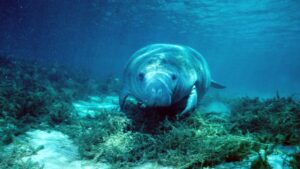 Close up of manatee swimming along a sandy river bottom