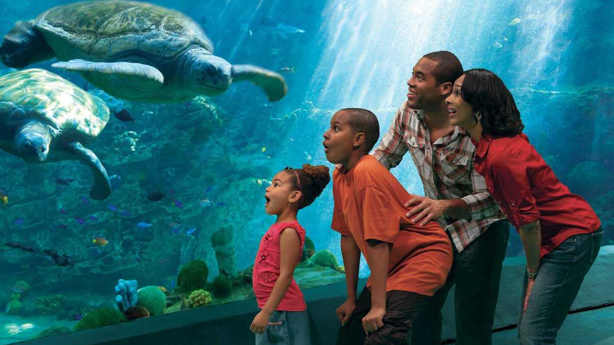 Family looking at Sea Turtles at the TurtleTrek 360° Theater Exhibit at SeaWorld Orlando - Orlando, Florida, USA