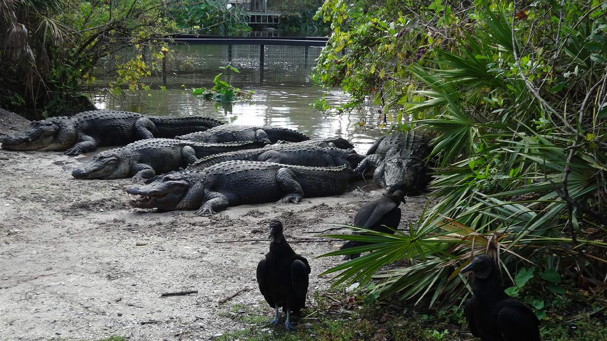 Several gators laying down in the mud with trees and water in the background in Orlando, Florida, USA