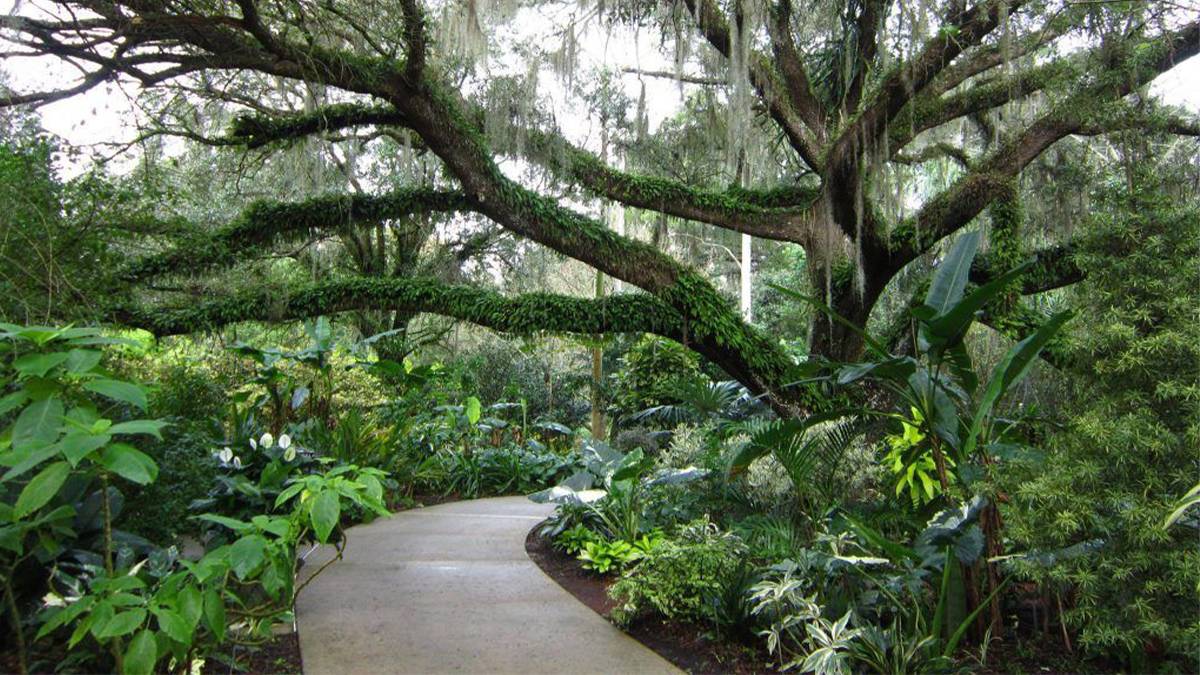 pathway under trees through Harry P Leu Gardens in Orlando, Florida, USA