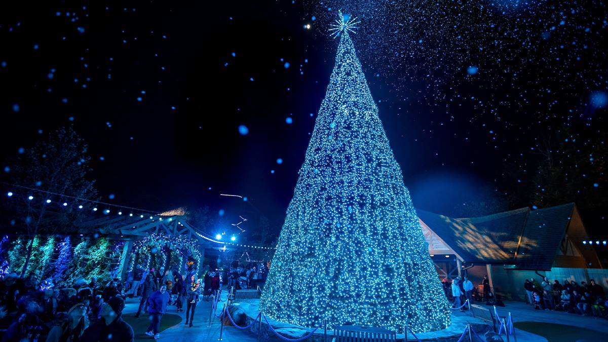Close up of a large Christmas Tree with thousands of tiny blue lights and people standing below looking at it in Glacier Ridge at Smoky Mountain Christmas in Dollywood in Pigeon Forge, Tennessee, USA