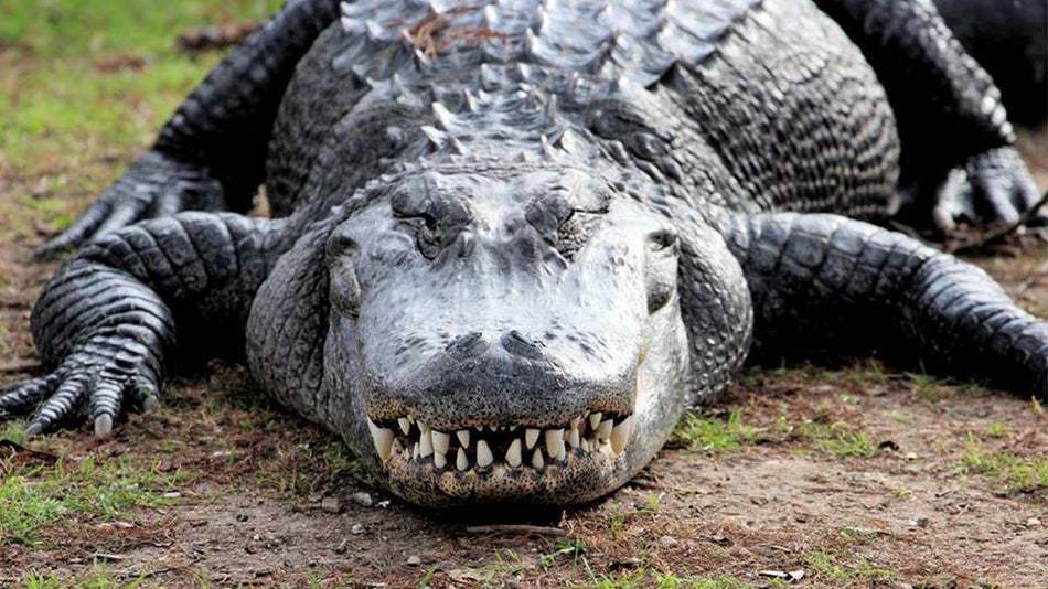 close up of crocodile at the san antonio zoo