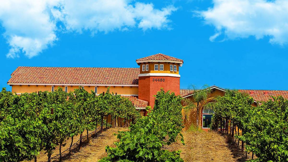 Wide shot of rows of grapes with a terra-cotta colored building behind them and a bright blue sky at Carter Estate Winery in San Diego, California, USA