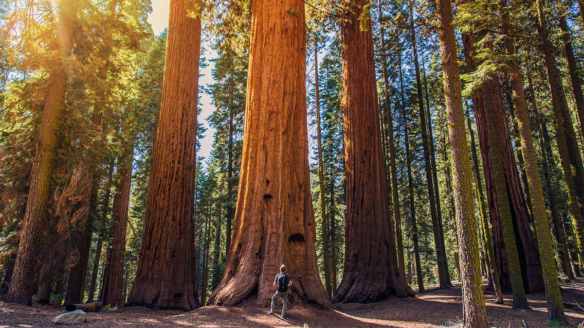 man standing in front of a giant redwood tree in the Sequoia and Kings Canyon National Park near San Francisco, California, USA