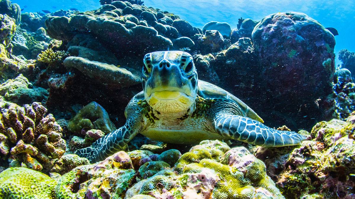 Close up of Turtle underwater emerging from coral reef