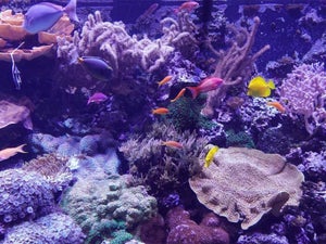 Sea Life Aquarium San Antonio: 2023 Coupons and Reviews