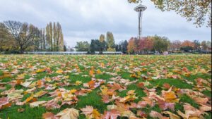 fall and autumn leaves on grass around the landscape of a park near the Space Needle in Seattle, Washington, USA