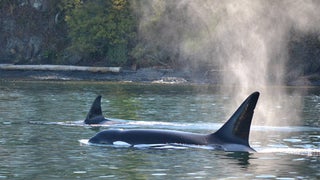 The tops of two Orca whales peaking out of the water with rocks and trees in the background in Seattle, Washington, USA