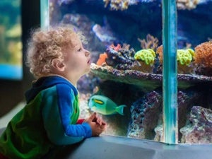 14 Best Aquariums in the U.S. Everyone Should See