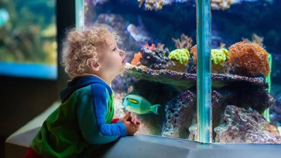 small boy in a blue and green hoodie leaning on the side of an aquarium gazing at bright coral and fish in an aquarium