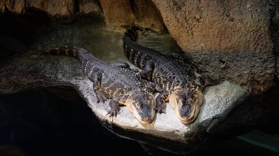 two alligators on a rock next to water at the Georgia Aquarium