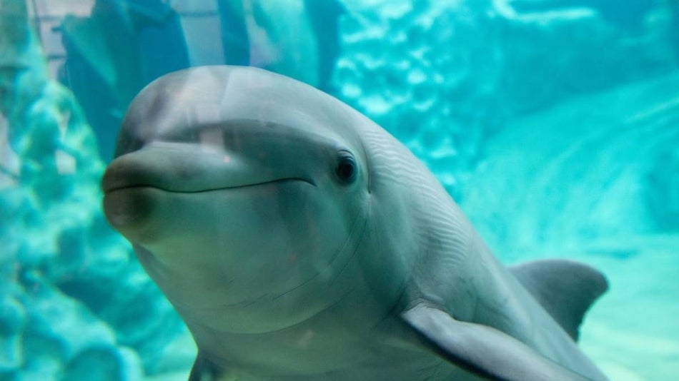 dolphin at the Georgia aquarium